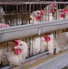 鶏の健康を維持するために、仁光園は基本ケージ飼いをしています。